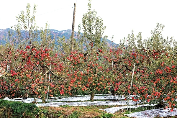 김의성 대표는 주로 아오리, 홍로와 같은 조생종을 재배한다. 주 출하처인 급식 업체에 안정적인 공급을 위해 여름, 가을 사과를 주로 재배한다.