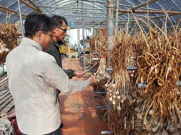 단양군 특산품인 단산마늘은 경쟁력 강화를 위해 단양군농업기술센터에서 자체적으로 우량 종구를 증식해 공급하고 있다.
