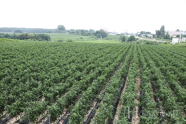 전용관 대표는 칼라탄 고추를 올해 처음으로 6611m2(약 2,000평)에서 재배했다.칼라탄고추 재배 포장 전경