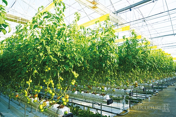 전북 완주군에 위치한 민수네 토마토 농장에는 '시설원예 열회수형 온습도 환경제어 시스템'이 2대 설치되어 있다.