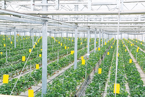 총 7600㎡(2300평) 면적에서 재배되는 ㈜그린케이팜의 연간 딸기 생산량은 총 70톤가량 이른다.