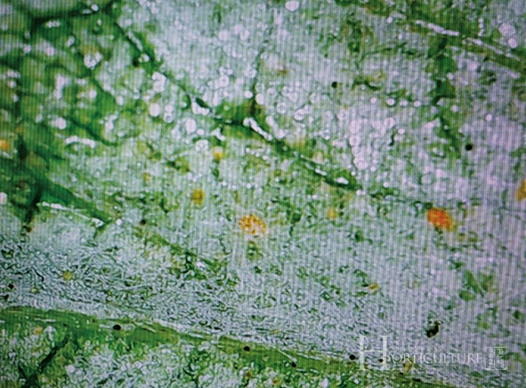 잎사귀에 플로팅방제기로 살포했을 때  진딧물 및 해충이 얼마나 소멸됐는지 현미경으로 관찰하고 있다.