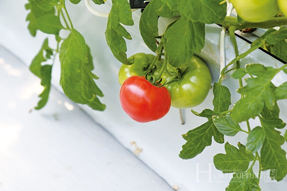 한상우 대표의 완숙 토마토의 당도는 평균 6Brix 정도 나오며 높으면 8Brix까지 나온다.