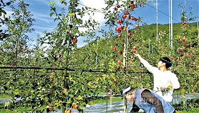 이석모 대표가 사과를 수확하는 장면.
