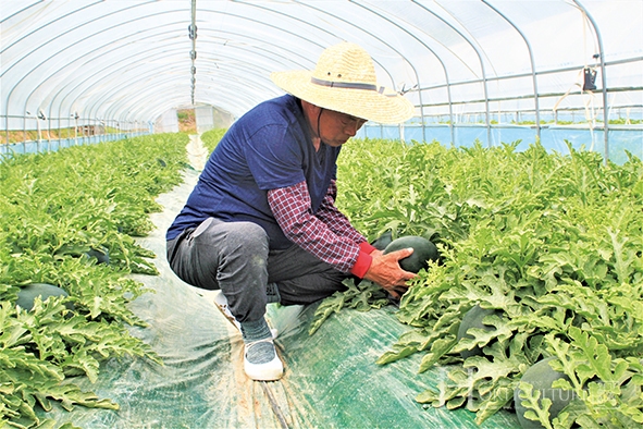 윤영근 대표가 블랙허니 수박을 수확하고 있다.