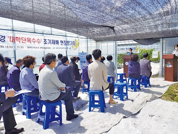 지난 5월 25일 ‘친환경 대학단옥수수 조기재배 현장평가회’가 개최됐다.