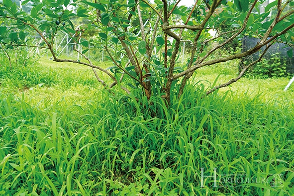고해식 대표는 풀과 블루베리 나무를 경합시키는 초생재배로 고품질의 블루베리를 생산한다.