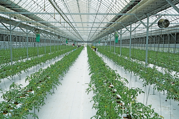 안인상 대표는 토경 재배와 양액 재배를 병행하고 있다. 전체면적 1ha(3000평)에연간 75t의 방울토마토와 완숙 토마토를 생산하고 있다.