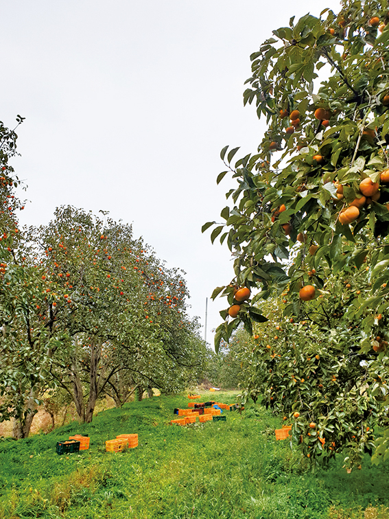 10월 초순에 감나무 천주에서 직접 감을 수확하고말에 박피작업 후 60일을 건조하고 12월 중순에 수확한다.