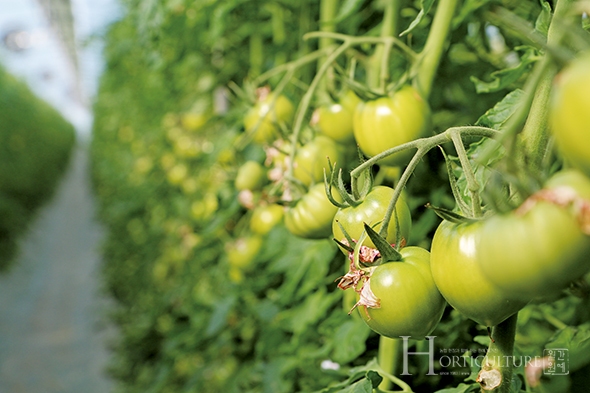 수아네농장의 토마토 당도는 9Brix 이상으로 일반 토마토(3∼4Brix)의 2배 이상이다. 가격 또한 일반 토마토의 2배에 달한다.