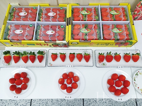 담양군이 개발한 딸기 신품종은 ‘죽향’과 함께 ‘담향’, ‘메리퀸’ 3종류가 있다.