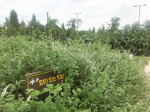 유형별 텃밭 ‘향이 있는 텃밭’, 수확된 작물은 푸드뱅크에 기부하고 있다.