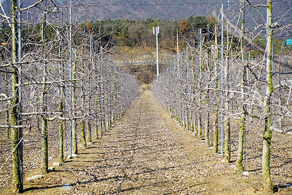 경기 포천시 예원농장은 2h(6000평)의 부지에 부사 80% 홍로 20%의 비율로 사과를 재배한다. 농장주 문명성 대표는 현재 포천시 사과연구회 회장을 역임하고 있다.