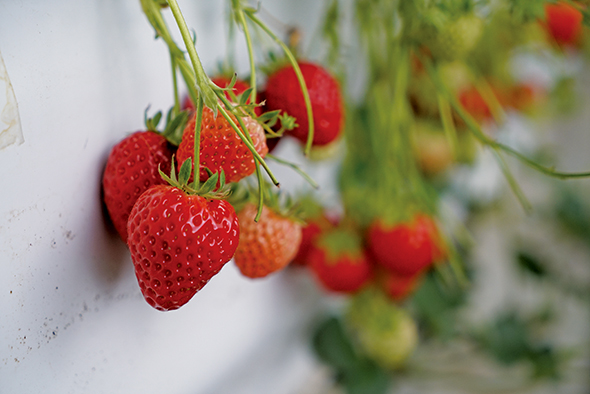 지난 2017년 이 곳 충북 충주시로 귀촌해 한적한 환경을 즐기며 새로운 삶을 살아가는 최지은 대표. 2019년 딸기 재배에 도전해 현재 3번째 작기를 진행 중이다.