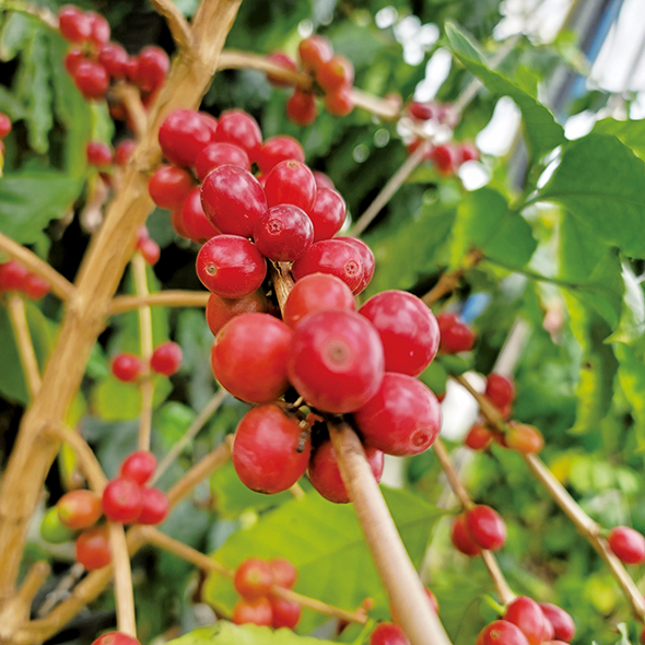 열매. 아라비카종은 주변 환경이나 기후에 민감한 품종으로 해발 1000~2000m의 고산지대에서 재배되는 커피이다.