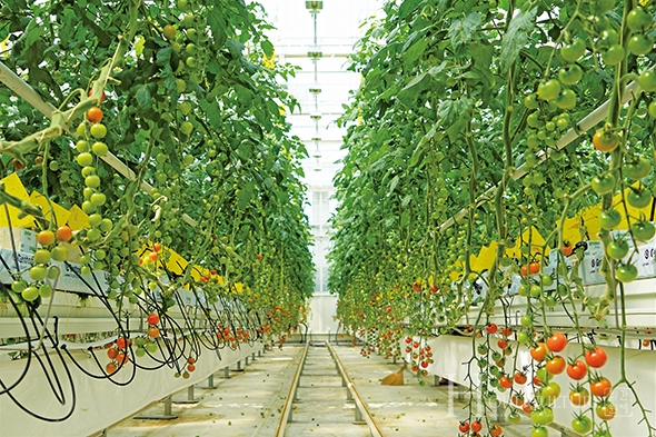PTC 온실 내부 방울토마토 재배실습 현장.