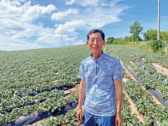 강 대표는 40년 전부터 고구마를 재배하고 있다.