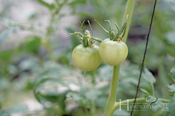 퇴촌토마토는 보통 3월, 5월, 7월 3번 정식한다. 7월에 정식한 토마토는 길면 12월 초까지도 수확을 한다.