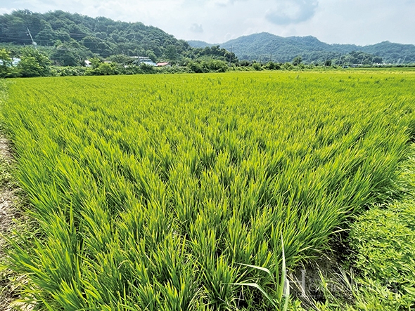 이희범 회장은 쌀 약 10만㎡ (약 3만평)을 재배 관리하고 있다.