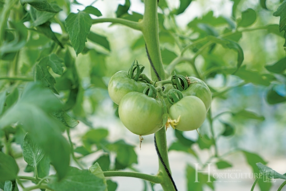 한창 뜨거운 7월까지 옥스포드 차광막으로 쾌적한 환경에서 수박 수확을 마무리 하고 후작으로 심은 토마토.