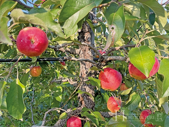 ‘아리수’는 추석용 홍로 사과에 대적하는 사과 신품종으로 감산의 조화로 조직감과 식미가 우수하다.