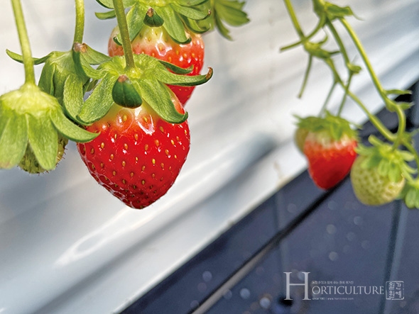 박 대표는 딸기 품종으로 금실과 설향을 재배하고 있다.