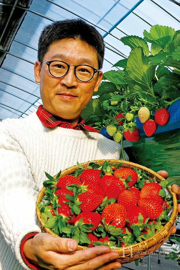 양평은 일조량이 굉장히 많고, 땅의 물 빠짐이 좋아 딸기 재배에 아주 좋은 환경이라고 박 대표는 말한다.