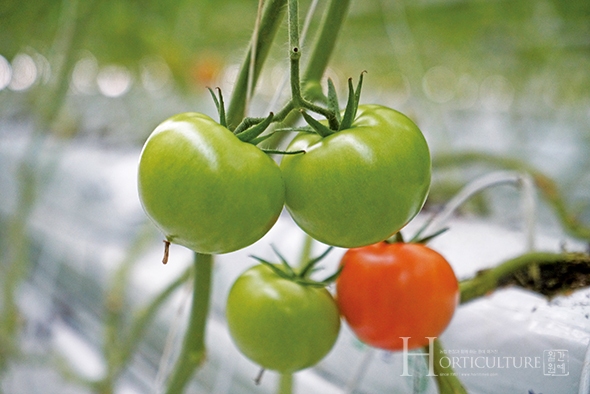 토마토는 시설원예에서 가장 매뉴얼화가 잘된 작목이면서도, 여러 가지 복합적인 사안을 고려해서 재배해야하는 작목이다