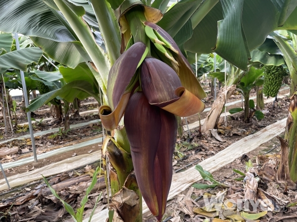 바나나 품종은 일반적으로 제일 많이 재배되는 ‘캐빈디시’이다.