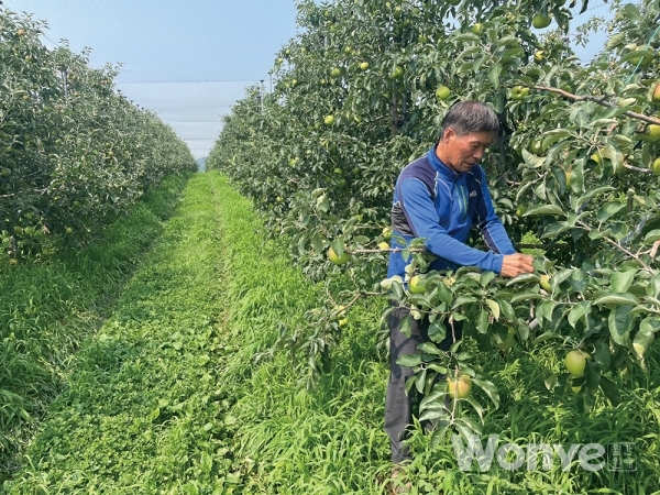 지 대표는 74년도부터 약 6620㎡(약 2000평) 부지의 사과농원을 운영하고 있다.