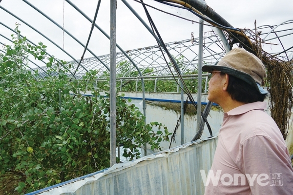 엉망이 된 온실 속 천황대추 나무를 바라보는 인태평 회장
