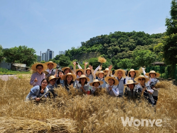 밀 수확 체험 자원봉사에 참여한 남양주시 도시농업전문가들